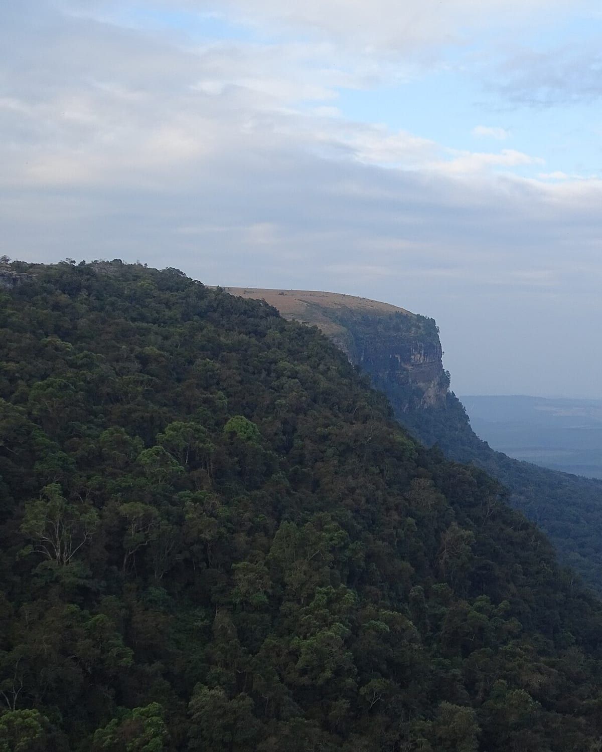 The escarpment at God's Window, a forested cliff edge dropping away to the Lowveld below. Photo by Ad Meskens / Wikimedia Commons, CC BY-SA 4.0
