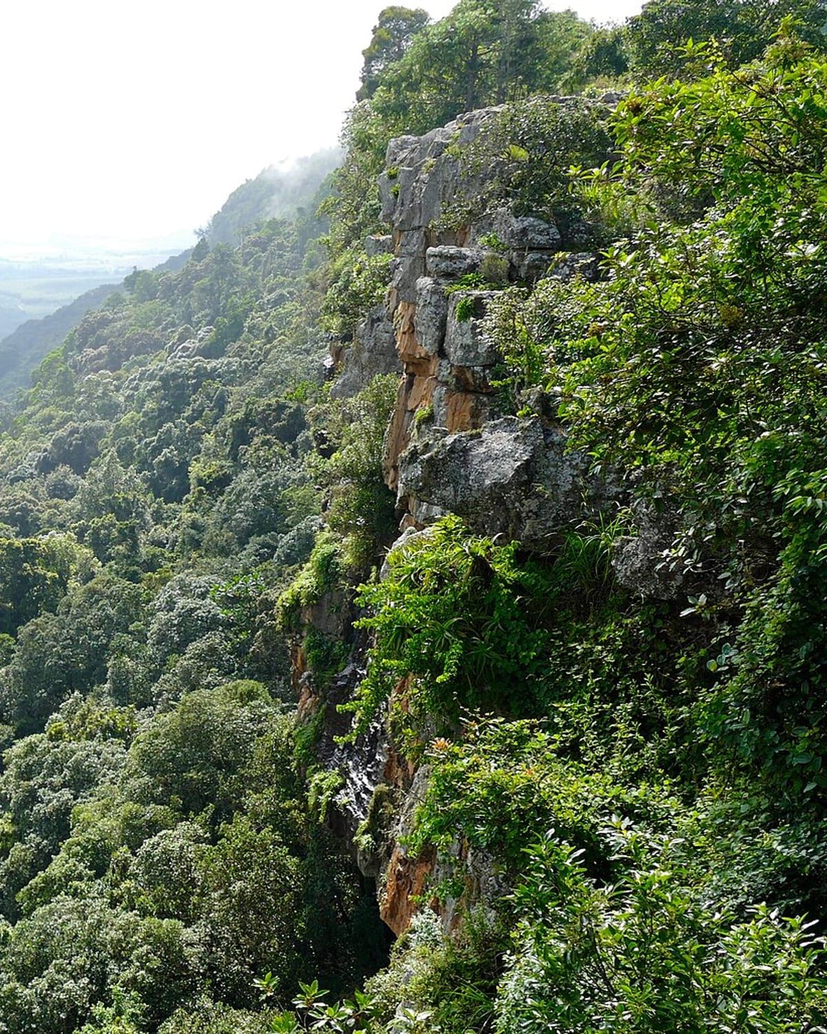 The forested cliffs of Graskop Gorge, indigenous canopy running down to the gorge floor. Photo by Bernard DUPONT, CC BY-SA 2.0