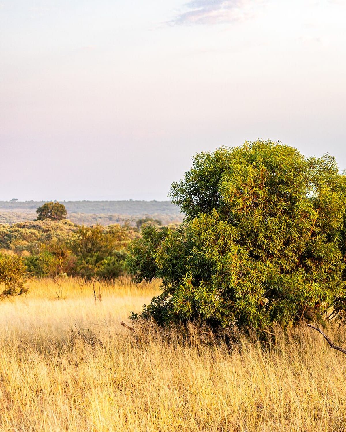 Open bushveld in the Kruger National Park in morning light, golden grass under a low tree line. Photo by Dietmar Rabich, CC BY-SA 4.0