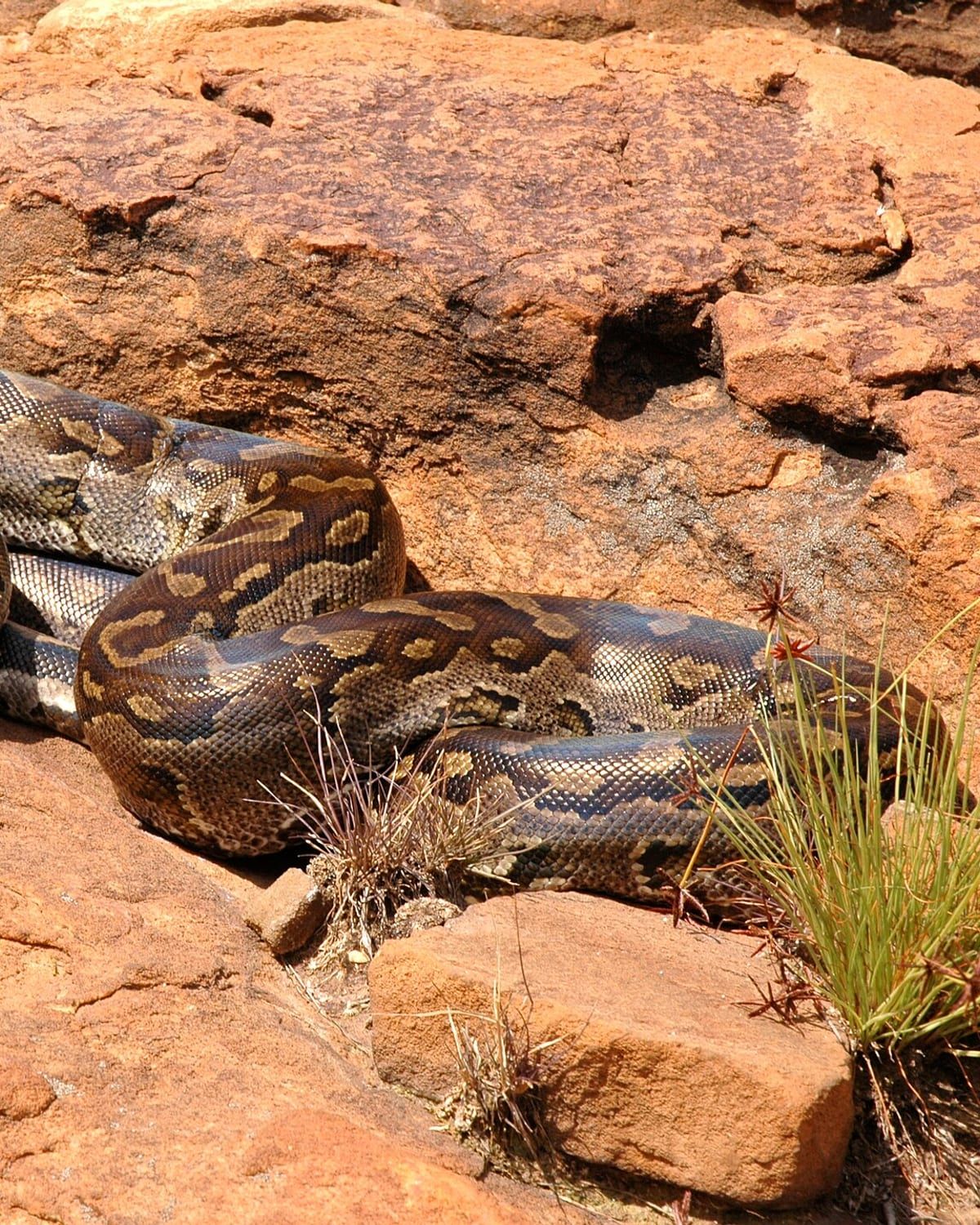 A Southern African python (Python natalensis) coiled on warm rock. Photo by Graham J. Alexander, Public domain